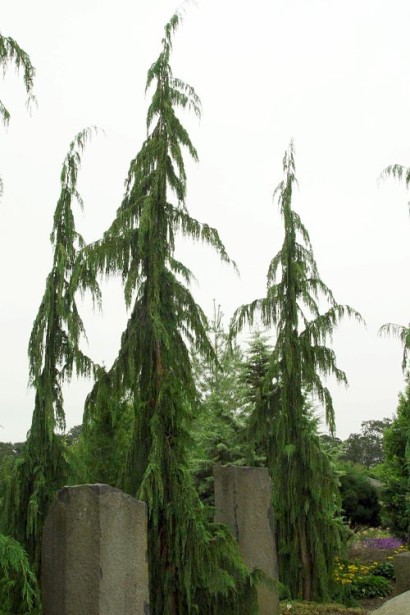 Кипарисовик нутканский Джубили 